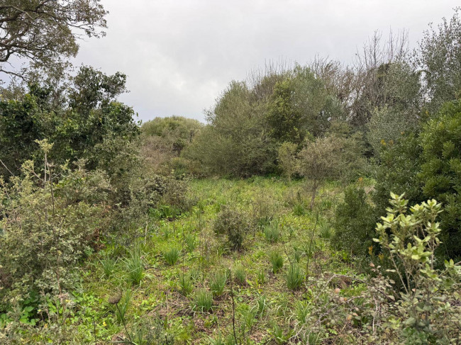 OCCASIONE TERRENO EDIFICABILE in vendita a Luogosanto