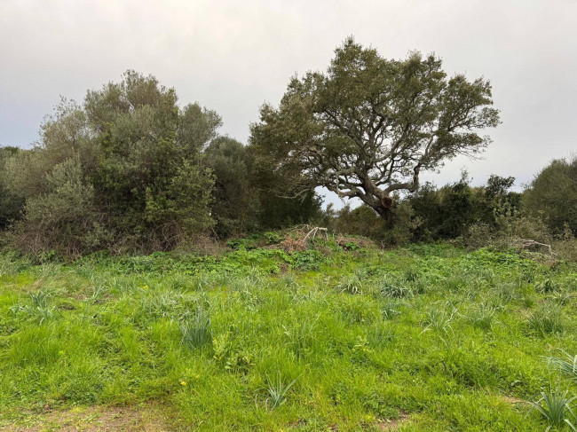 OCCASIONE TERRENO EDIFICABILE in vendita a Luogosanto