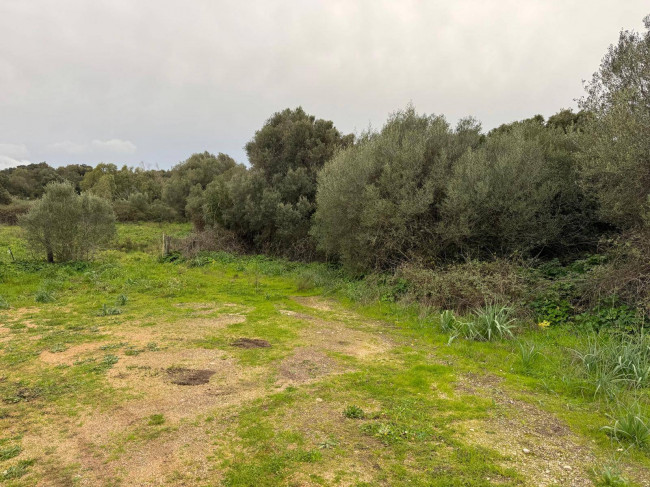 OCCASIONE TERRENO EDIFICABILE in vendita a Luogosanto