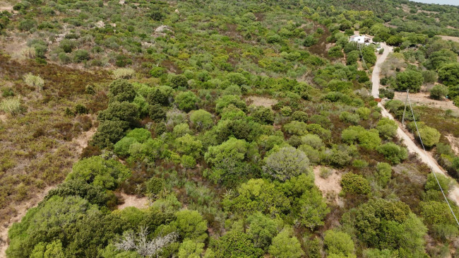Terreno Agricolo in vendita a Arzachena