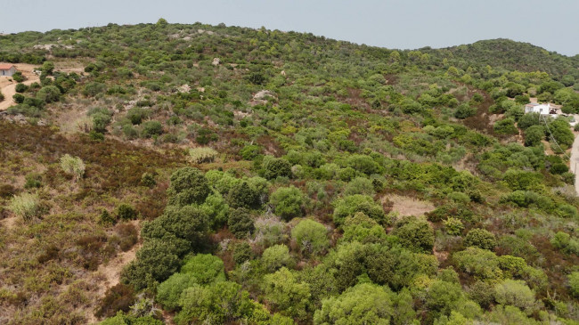 Terreno Agricolo in vendita a Arzachena