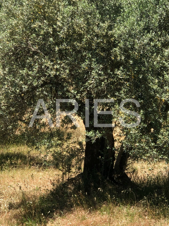 Terreno Agricolo in vendita a Montecchio