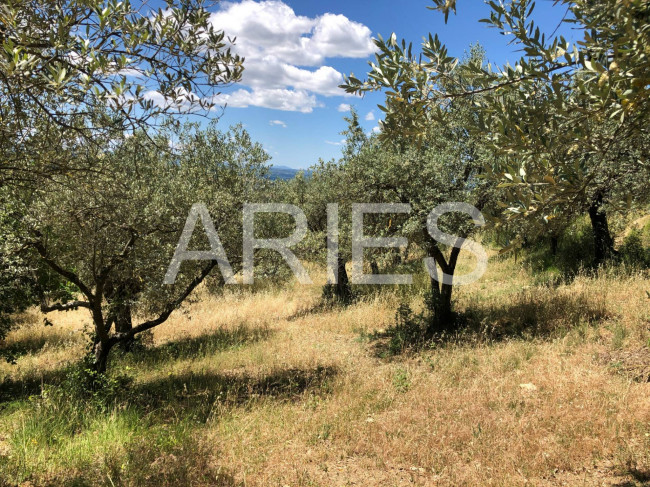 Terreno Agricolo in vendita a Montecchio