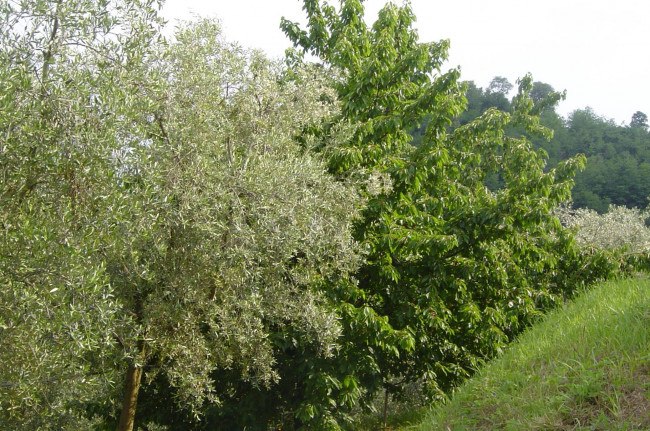 Villa in vendita a Galzignano Terme