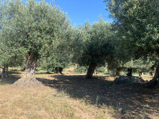 Terreno Agricolo in vendita a Sclafani Bagni