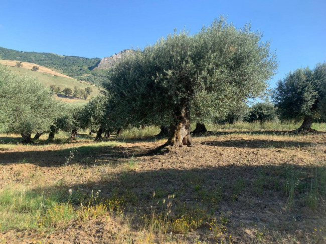 Terreno Agricolo in vendita a Sclafani Bagni