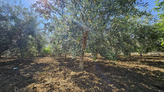 Terreno Agricolo in vendita a Carini