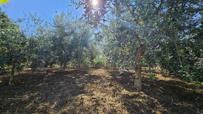 Terreno Agricolo in vendita a Carini