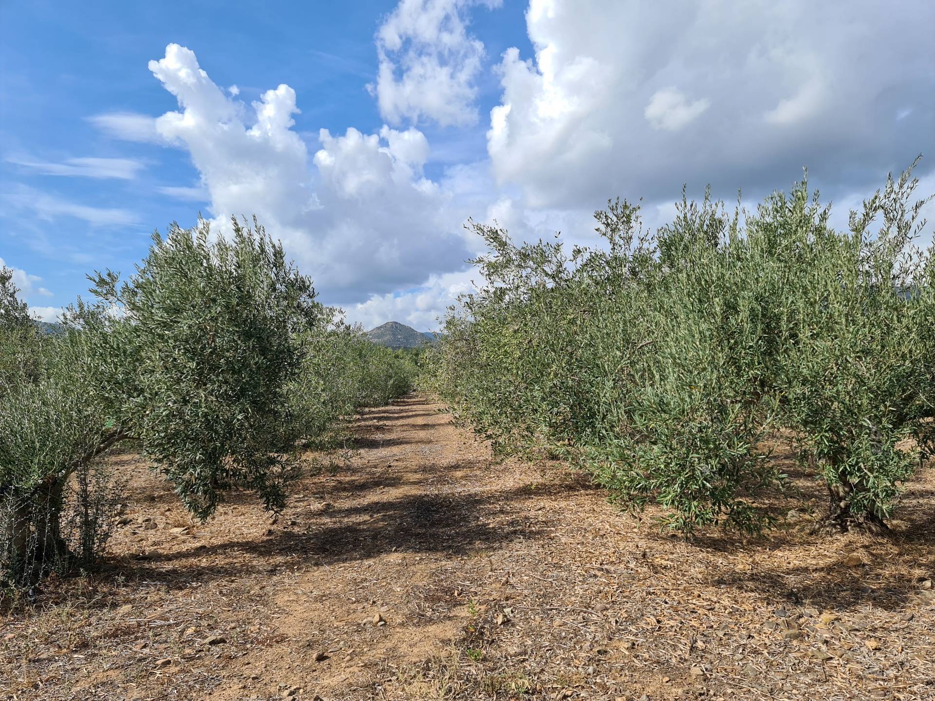 Terreno Agricolo in vendita a San Vito