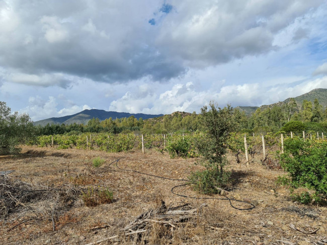 Terreno Agricolo in vendita a San Vito