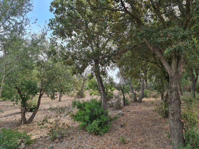 Terreno Agricolo in vendita a San Vito