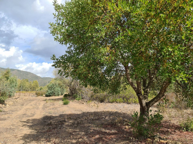 Terreno Agricolo in vendita a San Vito