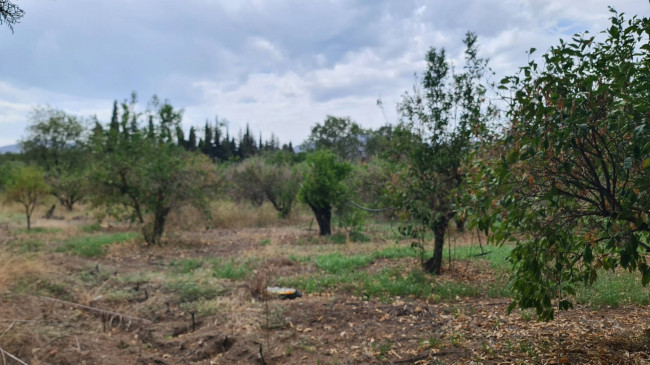 Terreno Agricolo in vendita a San Vito