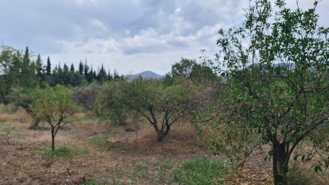 Terreno Agricolo in vendita a San Vito