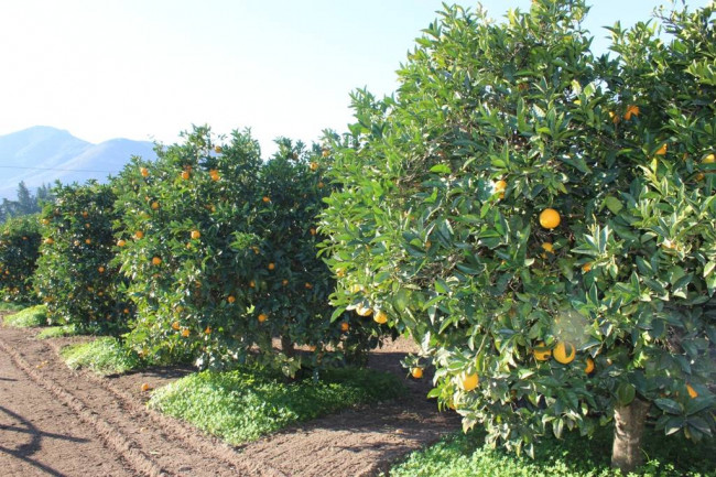 Terreno agricolo in vendita a Muravera (CI)