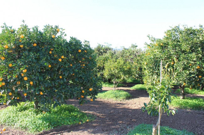 Terreno agricolo in vendita a Muravera (CI)