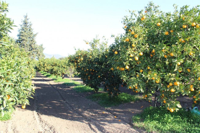 Terreno agricolo in vendita a Muravera (CI)