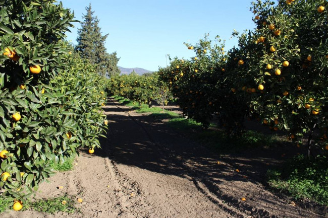 Terreno agricolo in vendita a Muravera (CI)