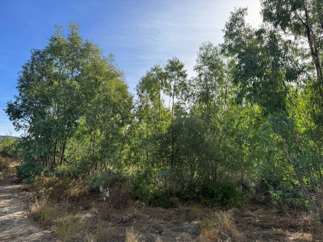 Terreno Agricolo in vendita a San Vito