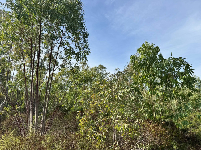 Terreno Agricolo in vendita a San Vito