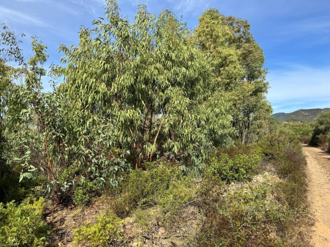 Terreno Agricolo in vendita a San Vito