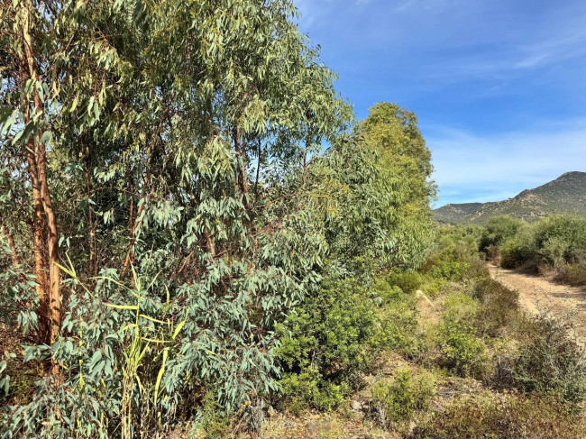 Terreno Agricolo in vendita a San Vito