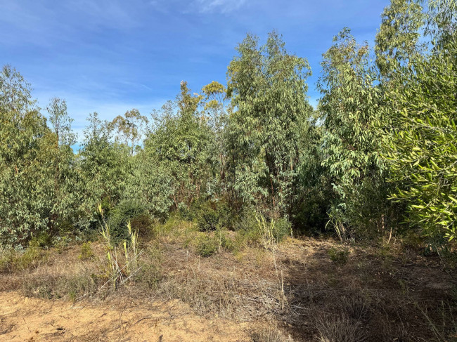 Terreno Agricolo in vendita a San Vito
