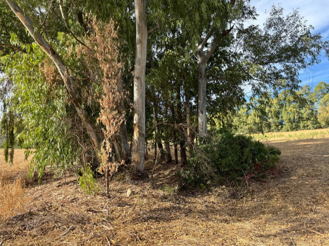 Terreno Agricolo in vendita a San Vito