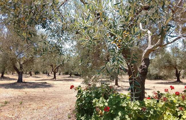Rustico in vendita a San Vito
