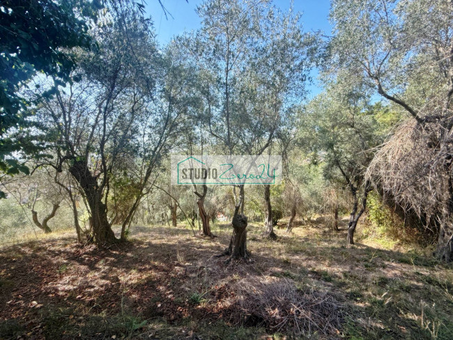 Terreno Agricolo in vendita a Massarosa