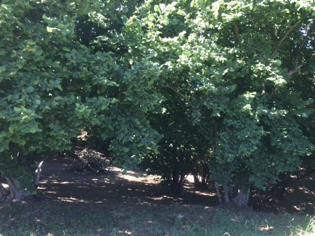 Terreno Agricolo in vendita a Vasanello