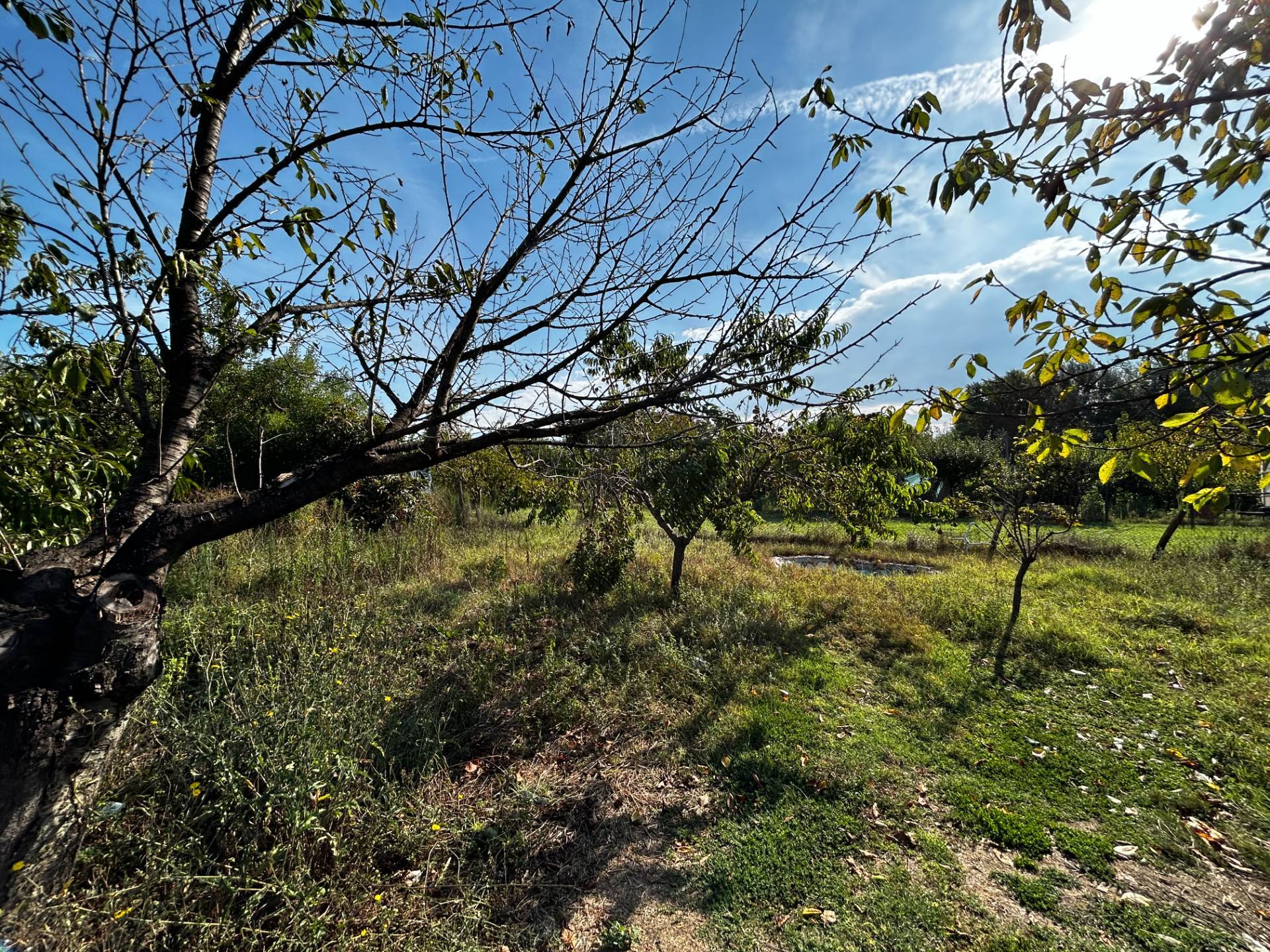 Terreno Agricolo in vendita a Orte