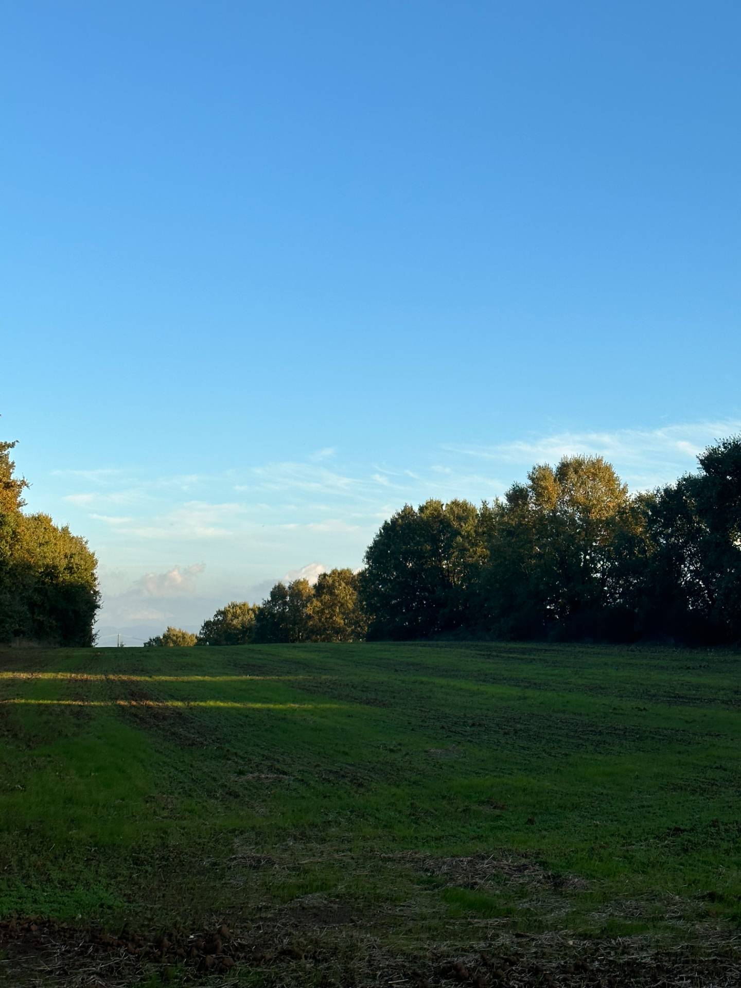 Terreno Agricolo in vendita a Bassano in Teverina