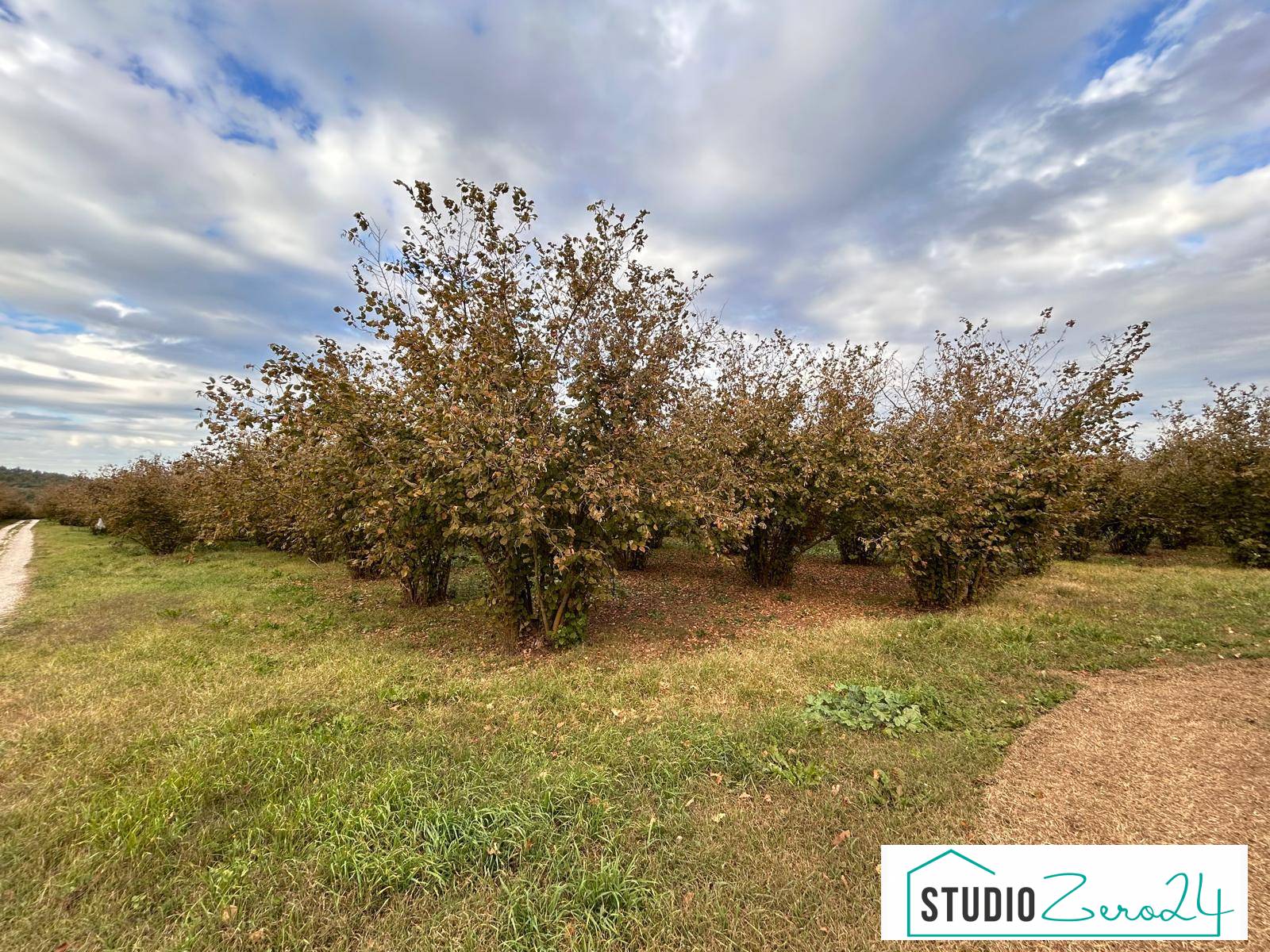 Terreno Agricolo in vendita a Vasanello