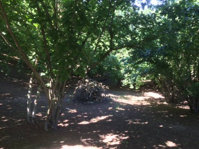 Terreno Agricolo in vendita a Vasanello