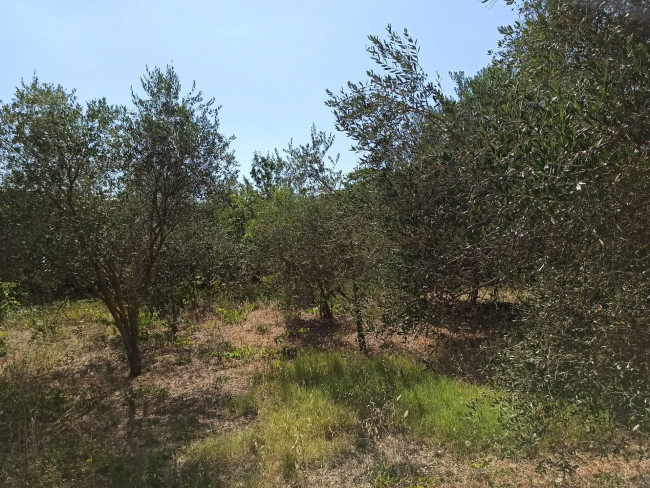 Terreno edificabile in vendita a Vasanello