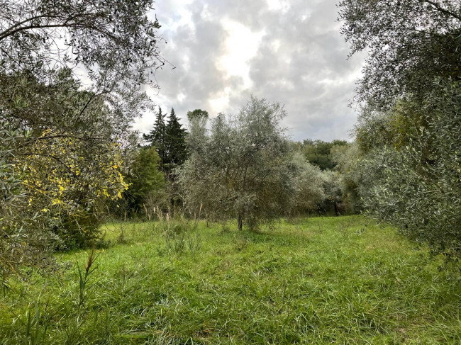 Terreno Agricolo in vendita a Orte