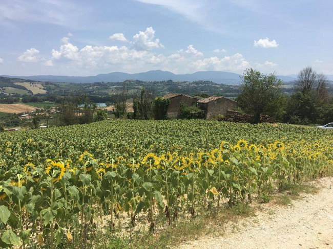 Terreno Agricolo in vendita a Orte