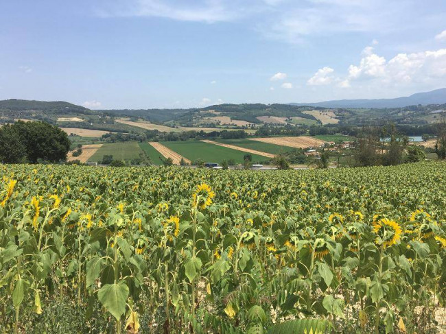 Terreno Agricolo in vendita a Orte