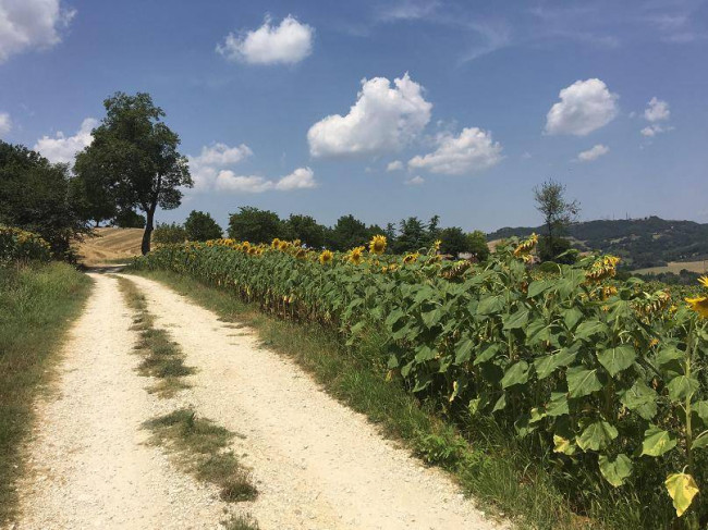 Terreno Agricolo in vendita a Orte