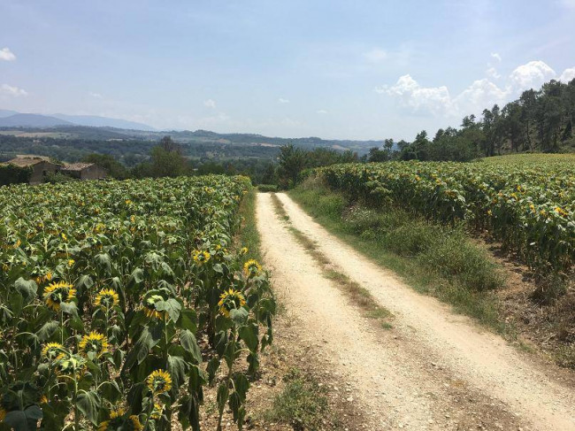 Terreno Agricolo in vendita a Orte