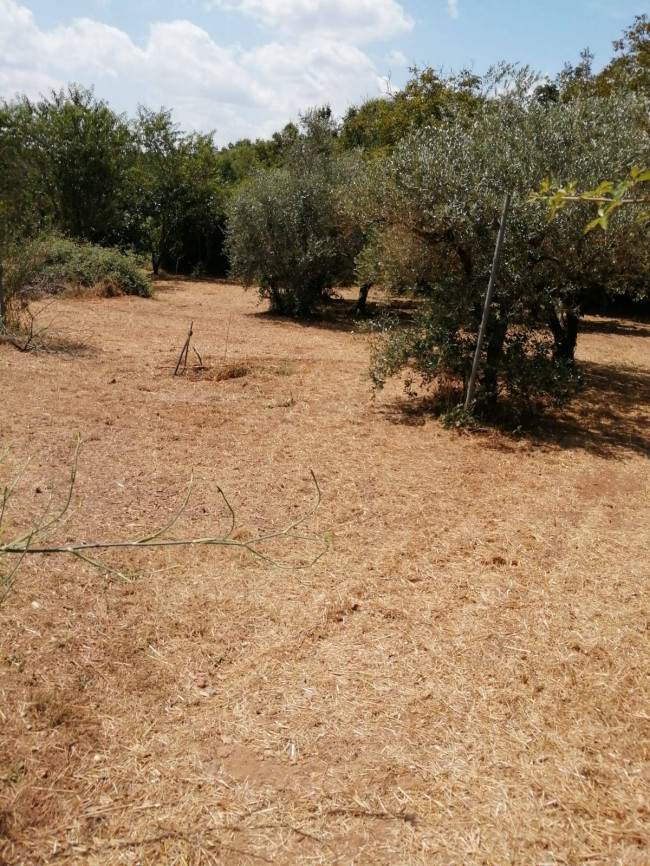 Terreno Agricolo in vendita a Vasanello