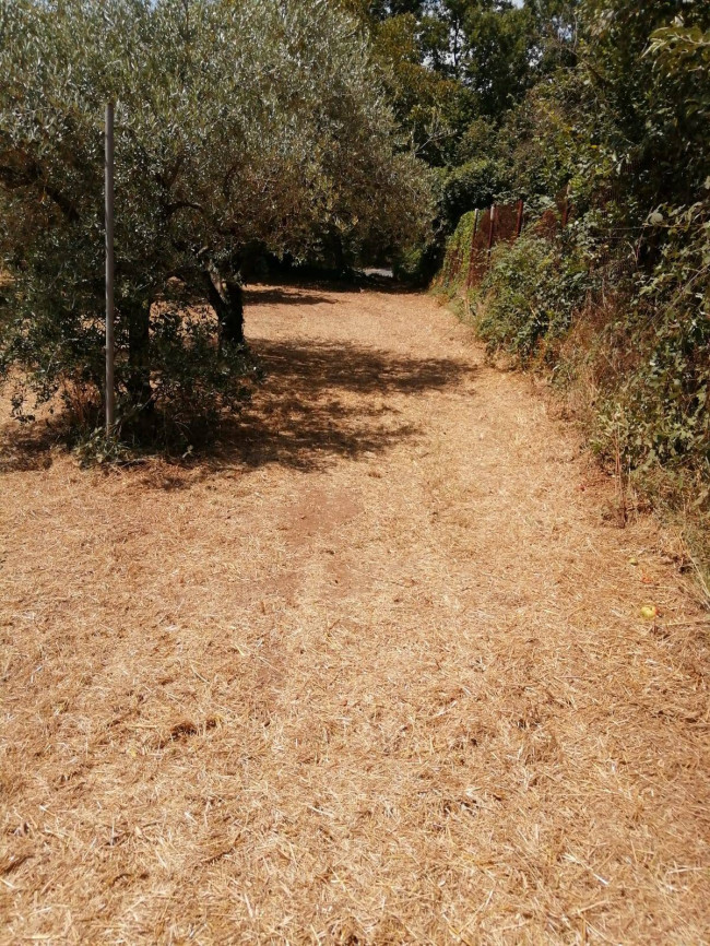 Terreno Agricolo in vendita a Vasanello