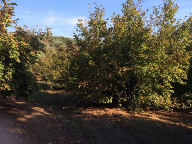 Terreno Agricolo in vendita a Vasanello