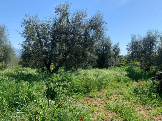 Rustico in vendita a Graffignano