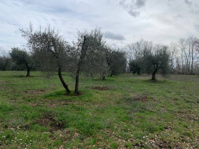 Terreno Agricolo in vendita a Graffignano