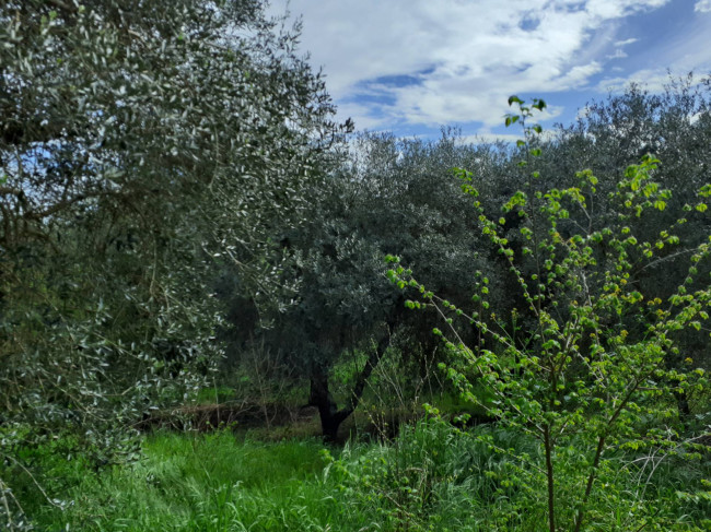 Casa singola in vendita a Graffignano