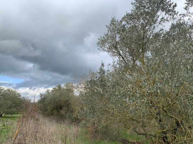 Terreno Agricolo in vendita a Vitorchiano