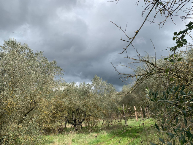 Terreno Agricolo in vendita a Vitorchiano