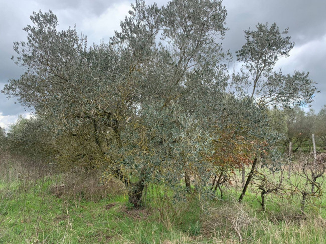 Terreno Agricolo in vendita a Vitorchiano